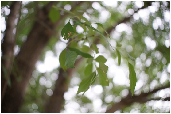 精细调焦与馥郁色彩 美科25mm f1.8镜头评测